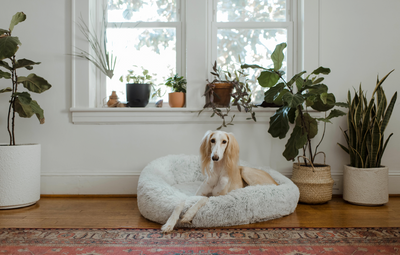 10 Common Houseplants That Are Toxic to Dogs and 10 Dog-Safe Plants: Ensure a Pet-Safe Environment