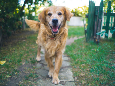 Understanding Arthritis in Dogs: Prevention, and Nutrition