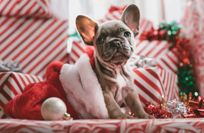 Avoiding Holiday Hazards: Protect Your Pet from Pancreatitis