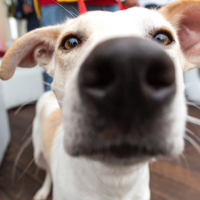 Is a Wet Nose a Sign of a Healthy Dog? What Your Dog’s Nose Could be Telling You