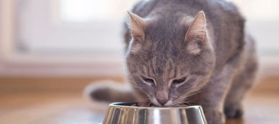 What Can Cats Eat? Nutritional Considerations for Cats