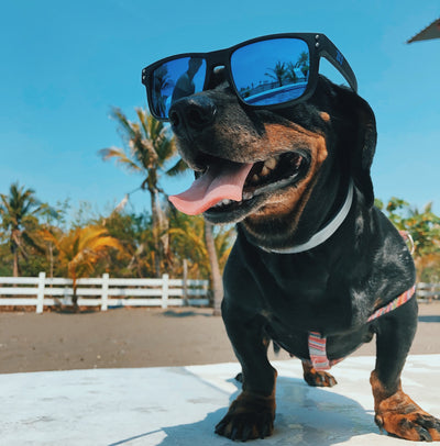 5 Ways To Protect Your Dog From The Summer Heat