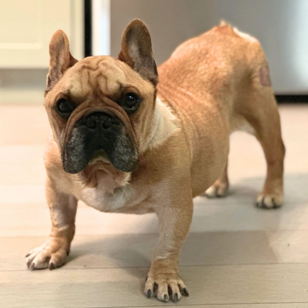 May 2025 Dog of the Month Baby G