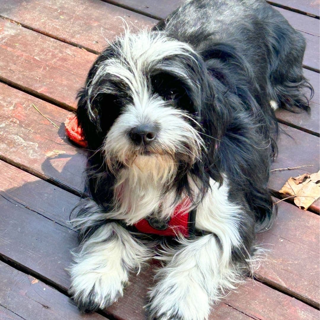 July 2026 Dog of the Month Bartholomew