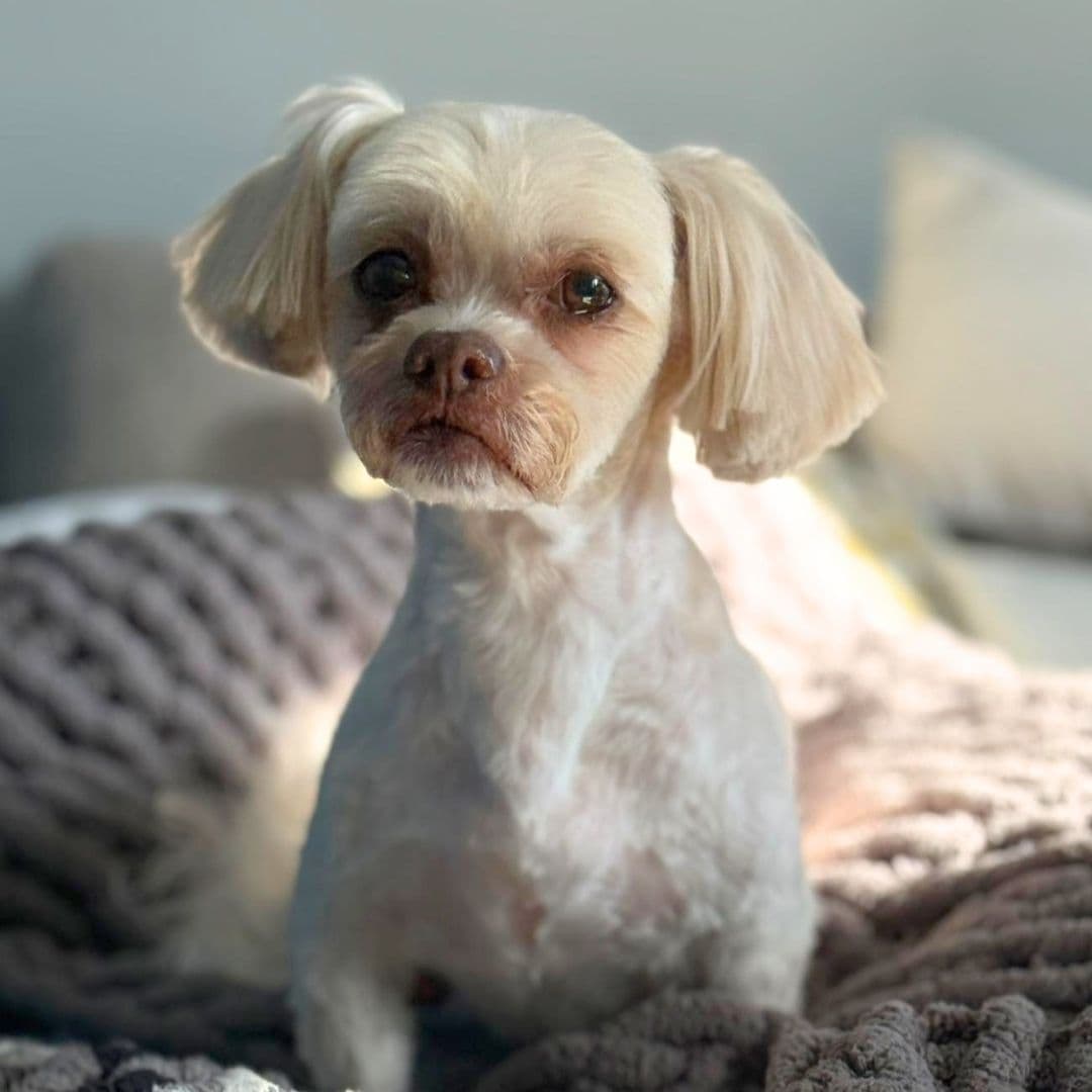 February 2026 Dog of the Month Buddy