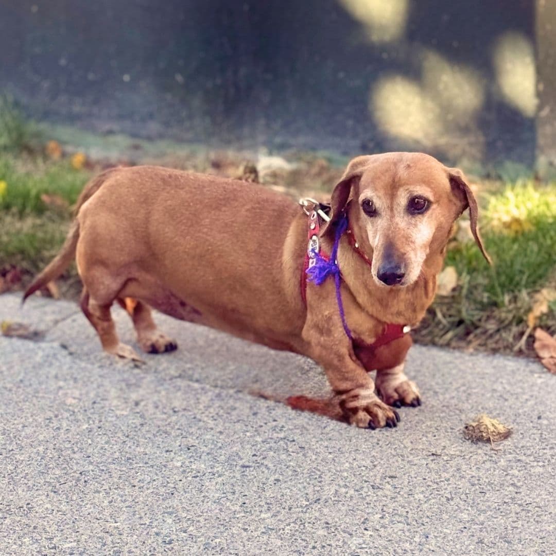 November 2025 Dog of the Month Daisy-Mae