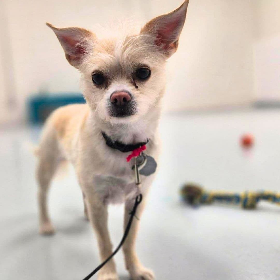 May 2026 Dog of the Month Dolly