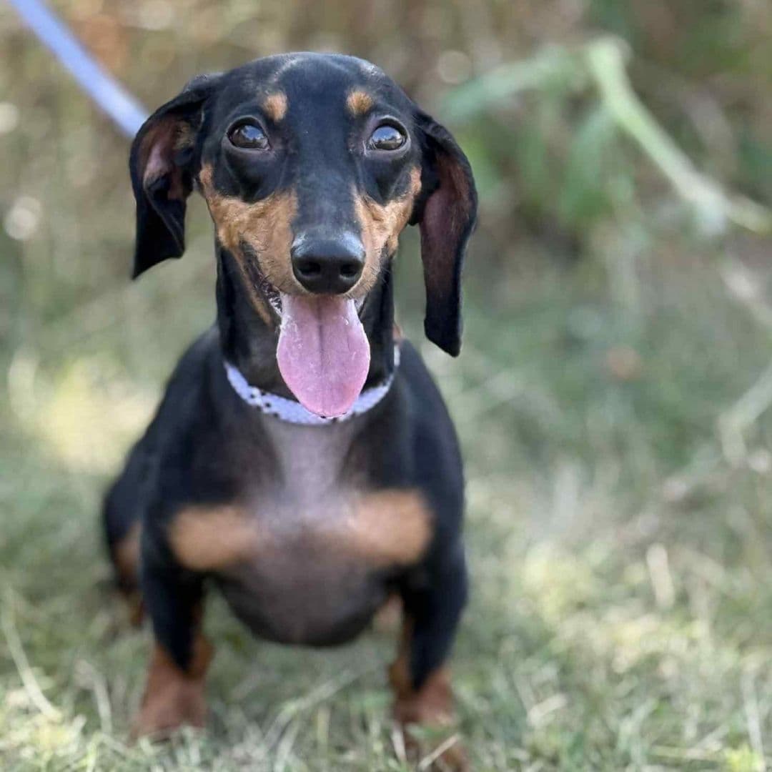 September 2025 Dog of the Month Flash