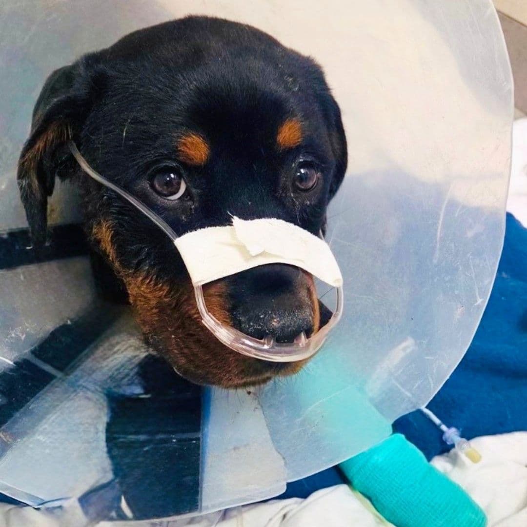 April 2026 BONUS Dog of the Month George