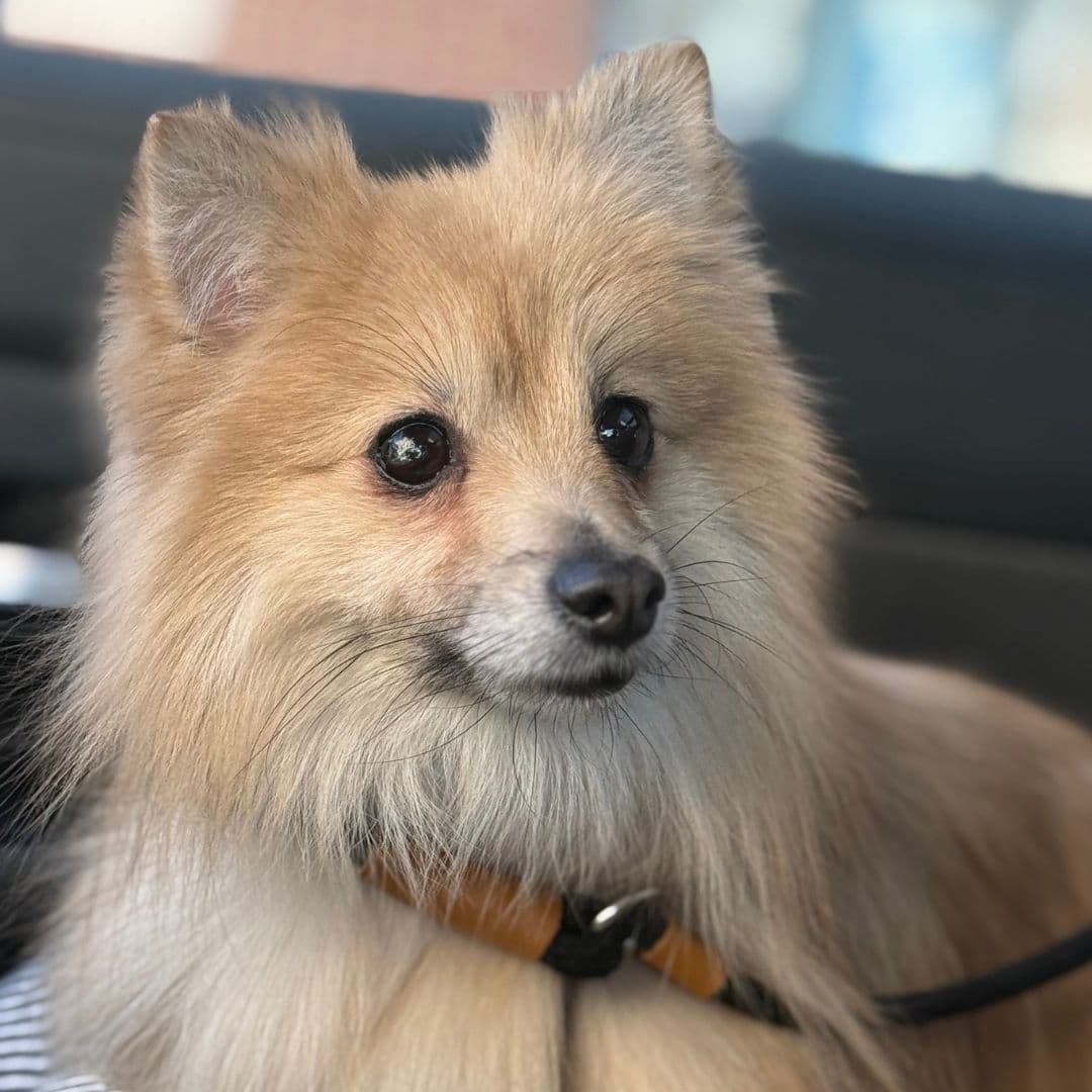 March 2026 Dog of the Month Gum Drop
