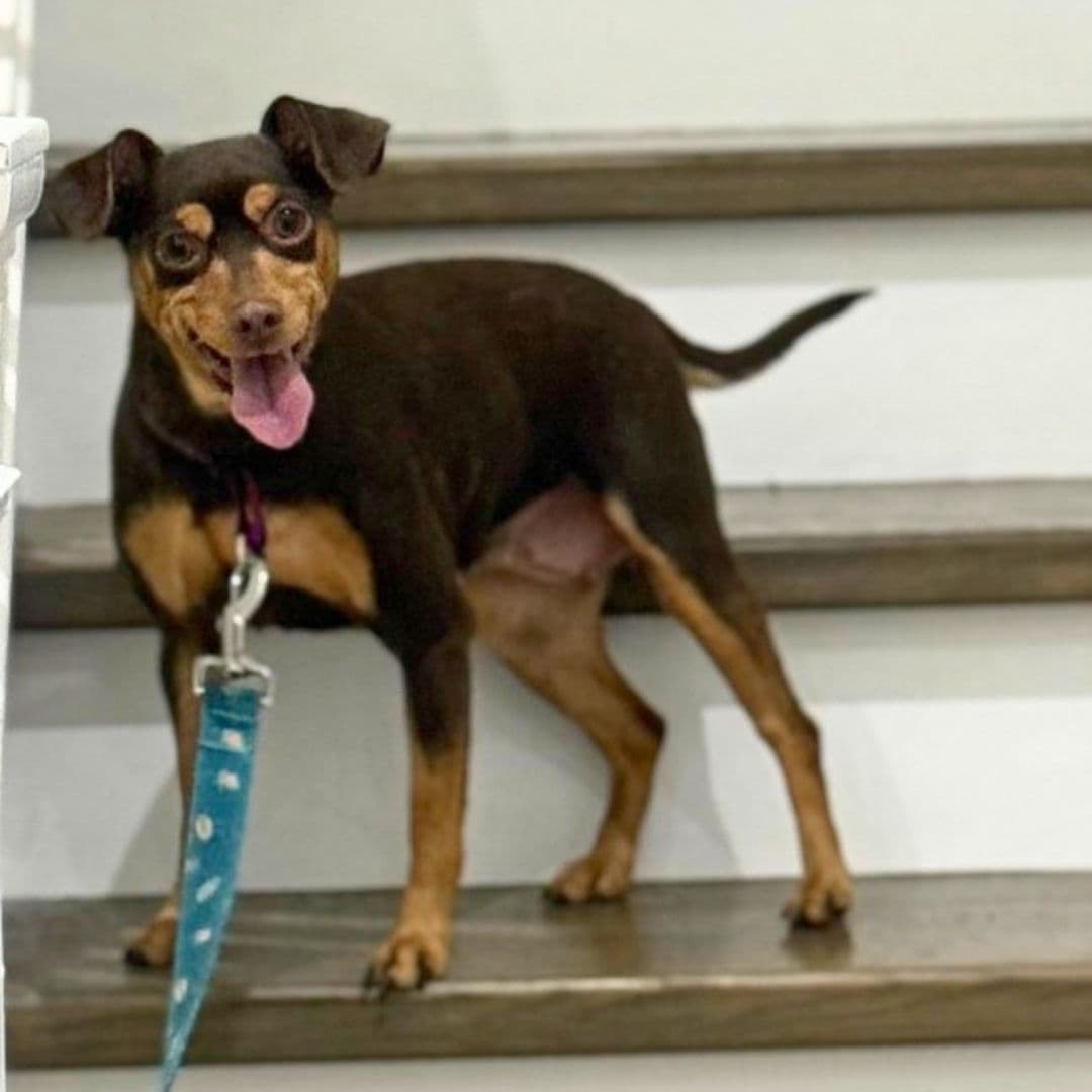 January 2026 Dog of the Month Marie-Paul