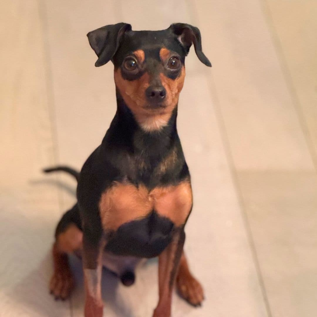 October 2025 Dog of the Month Monroe