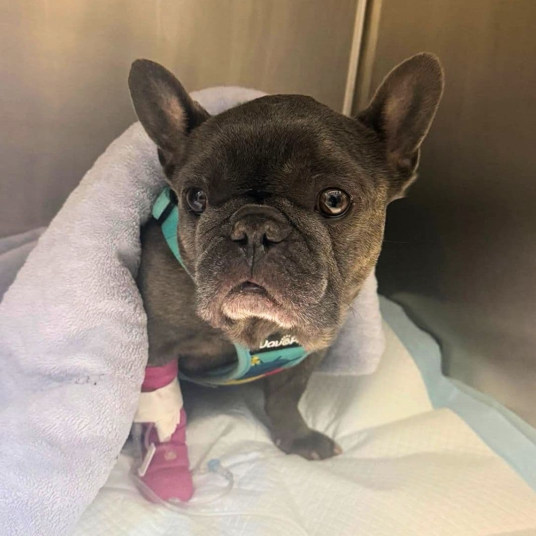 April 2026 Dog of the Month Omen