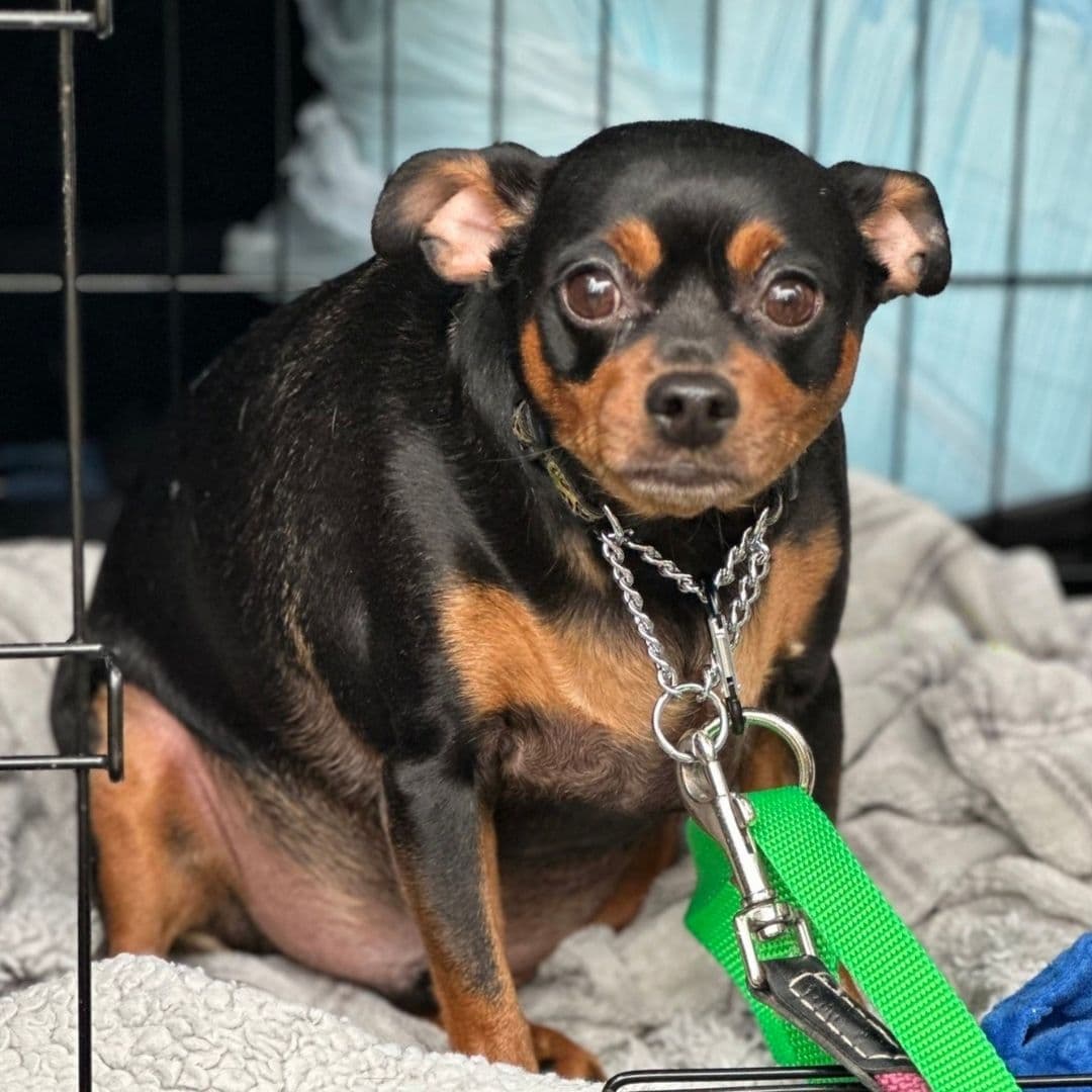 June 2025 Dog of the Month Prince