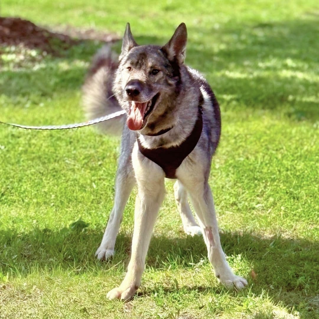 June 2026 Dog of the Month Wile