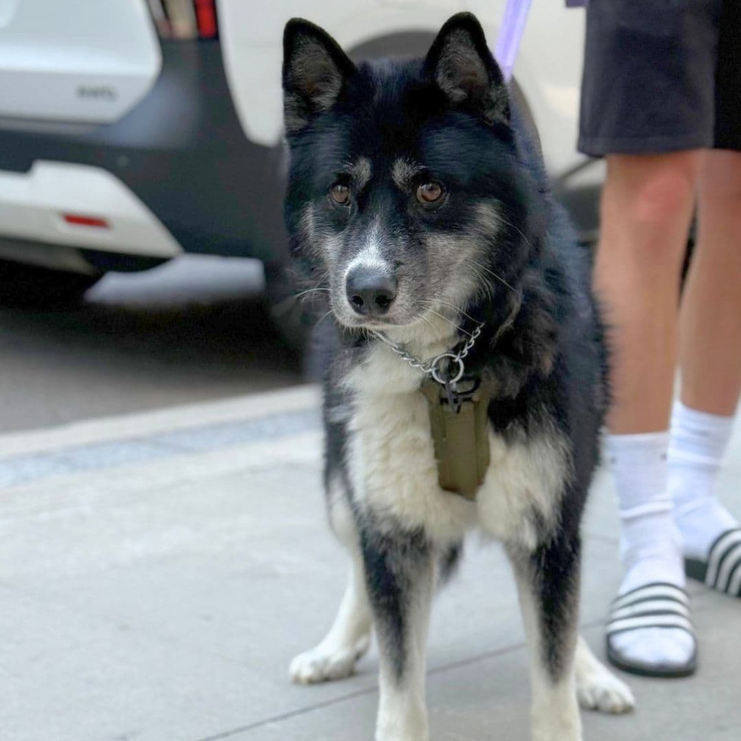 July 2025 Dog of the Month Wolfie