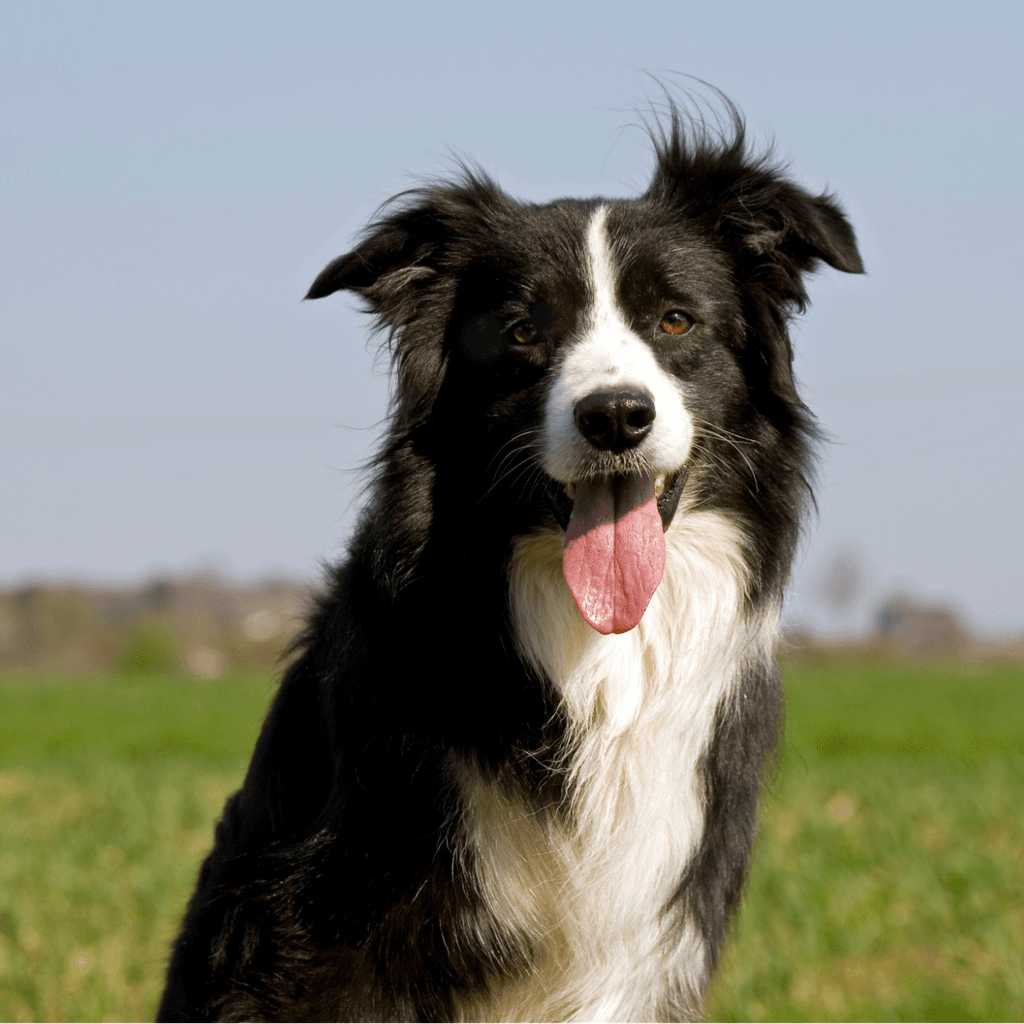 Black and white Border Collie sitting in a green field with its tongue out.