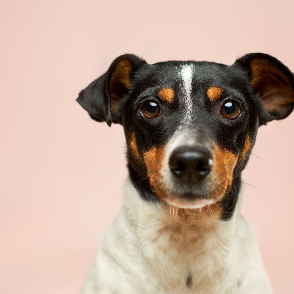 A portrait of a tricolor Rat Terrier looking directly at the camera against a pink background.
