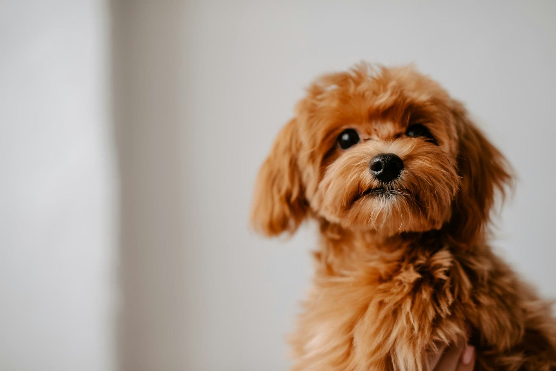 A close-up portrait of a fluffy brown poodle-mix puppy with dark eyes and a black nose against a plain light background.