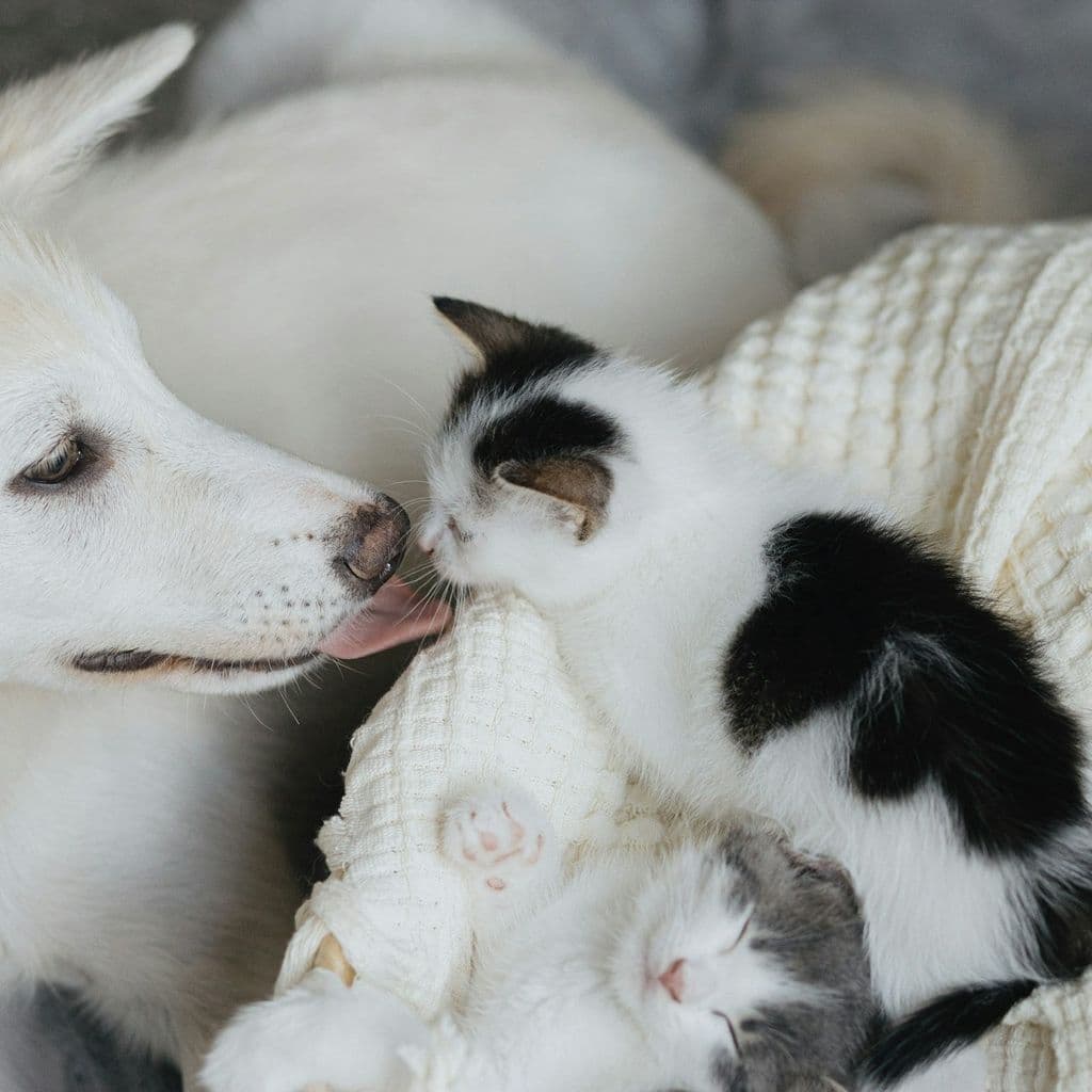 A white dog gently interacting with a small black and white kitten resting on a blanket.