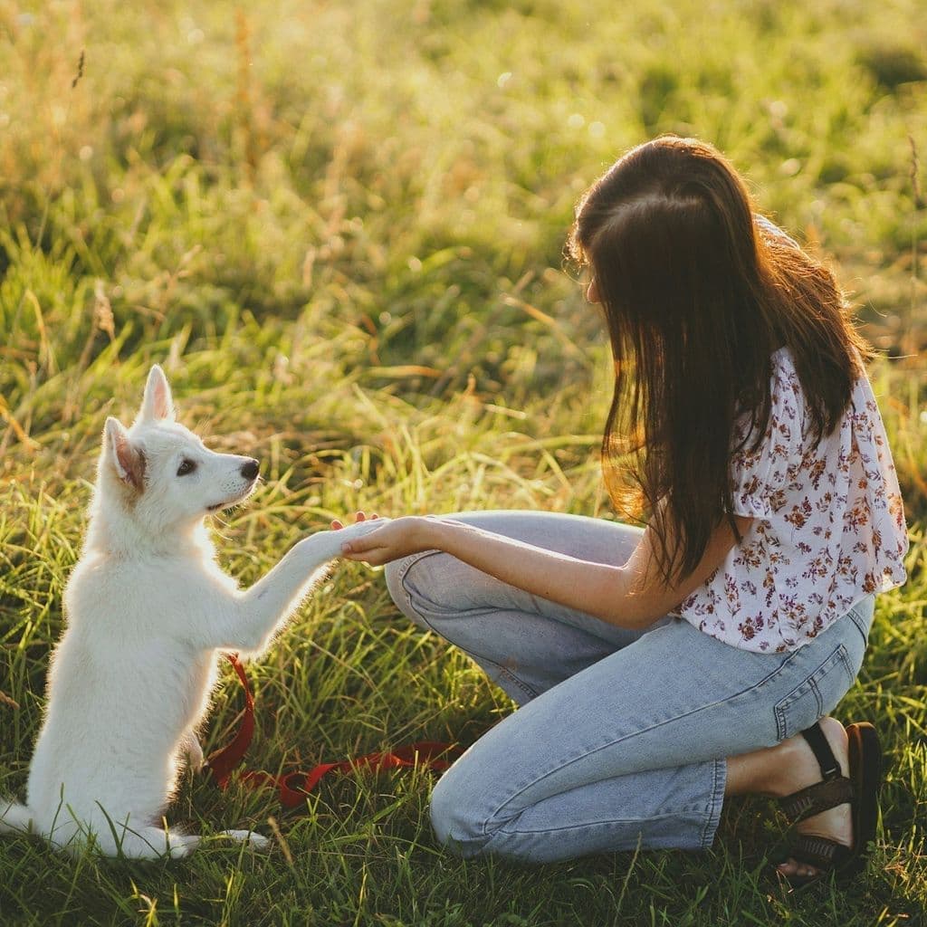 Woman kneeling in a grassy field, shaking paws with a fluffy white puppy.