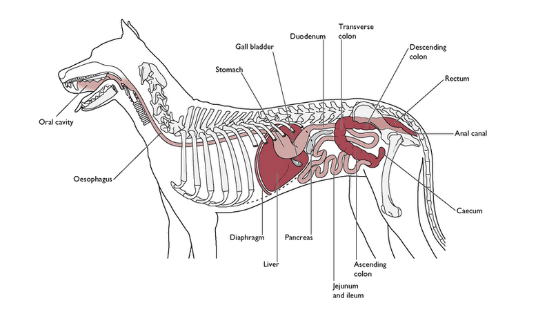 An anatomical diagram of a dog's digestive system, labeling major organs from the oral cavity to the anal canal.