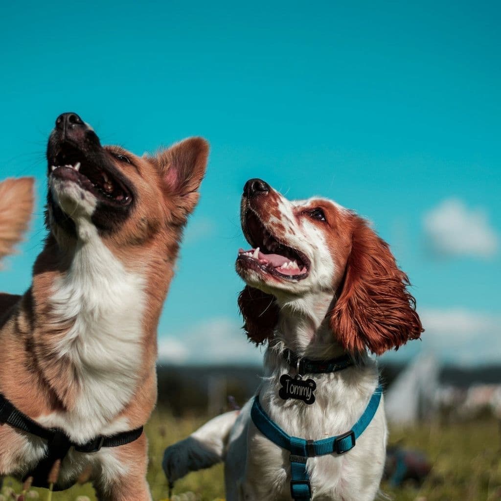 Two happy dogs looking up against a bright blue sky.