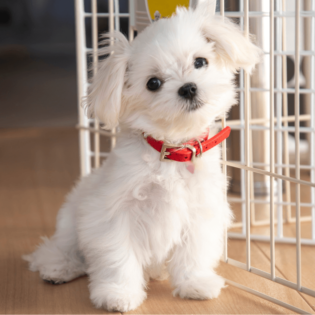 Small white Maltese puppy sitting by a wire playpen indoors.
