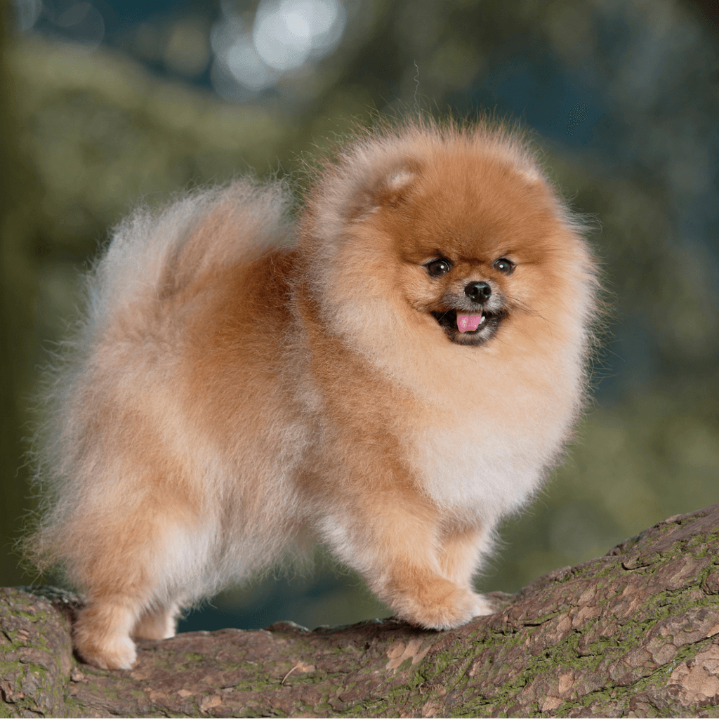 Fluffy orange Pomeranian dog standing on a large tree branch outdoors.