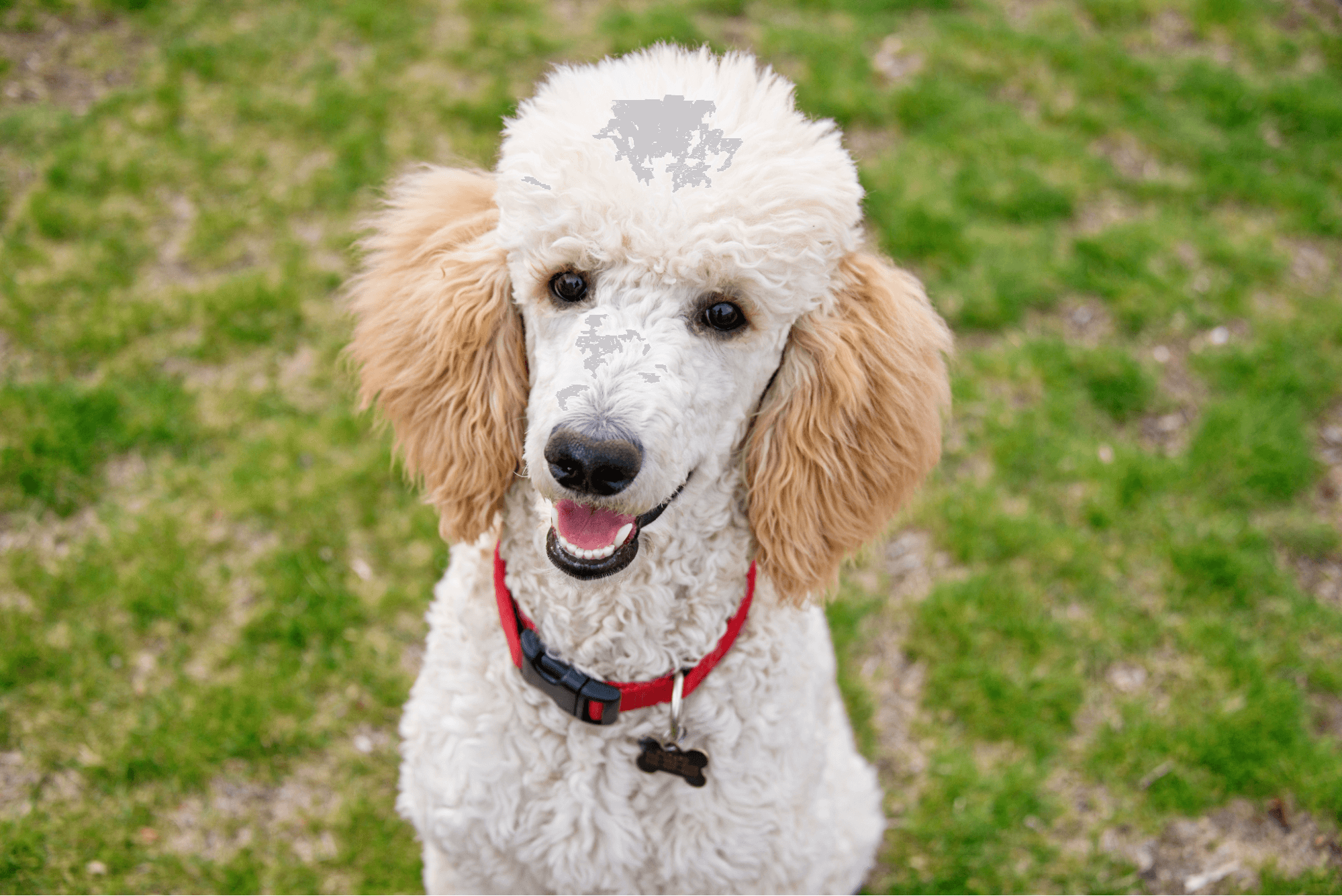 Close-up portrait of a white Standard Poodle with apricot-colored ears wearing a red collar.