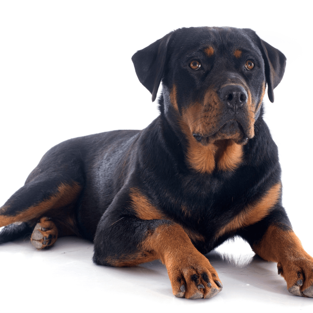 Black and tan Rottweiler lying down on a white background.
