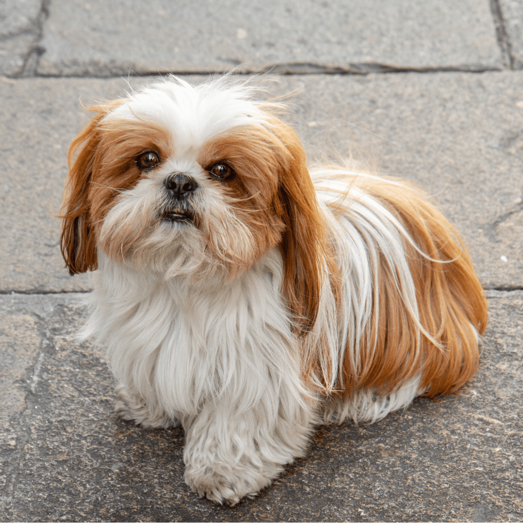 Fluffy white and brown Shih Tzu sitting on a paved stone surface.