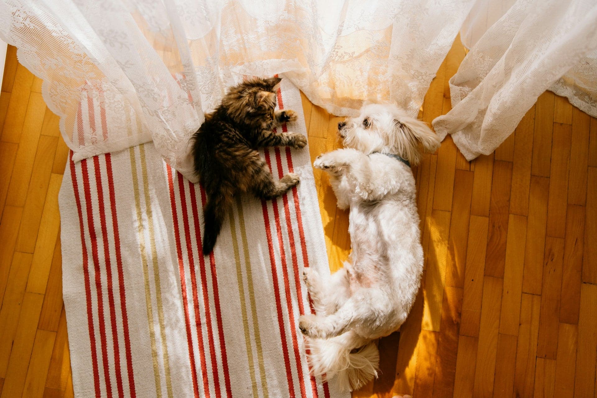 A fluffy kitten and a small white dog playing together on a wooden floor next to a striped rug and sheer curtains.