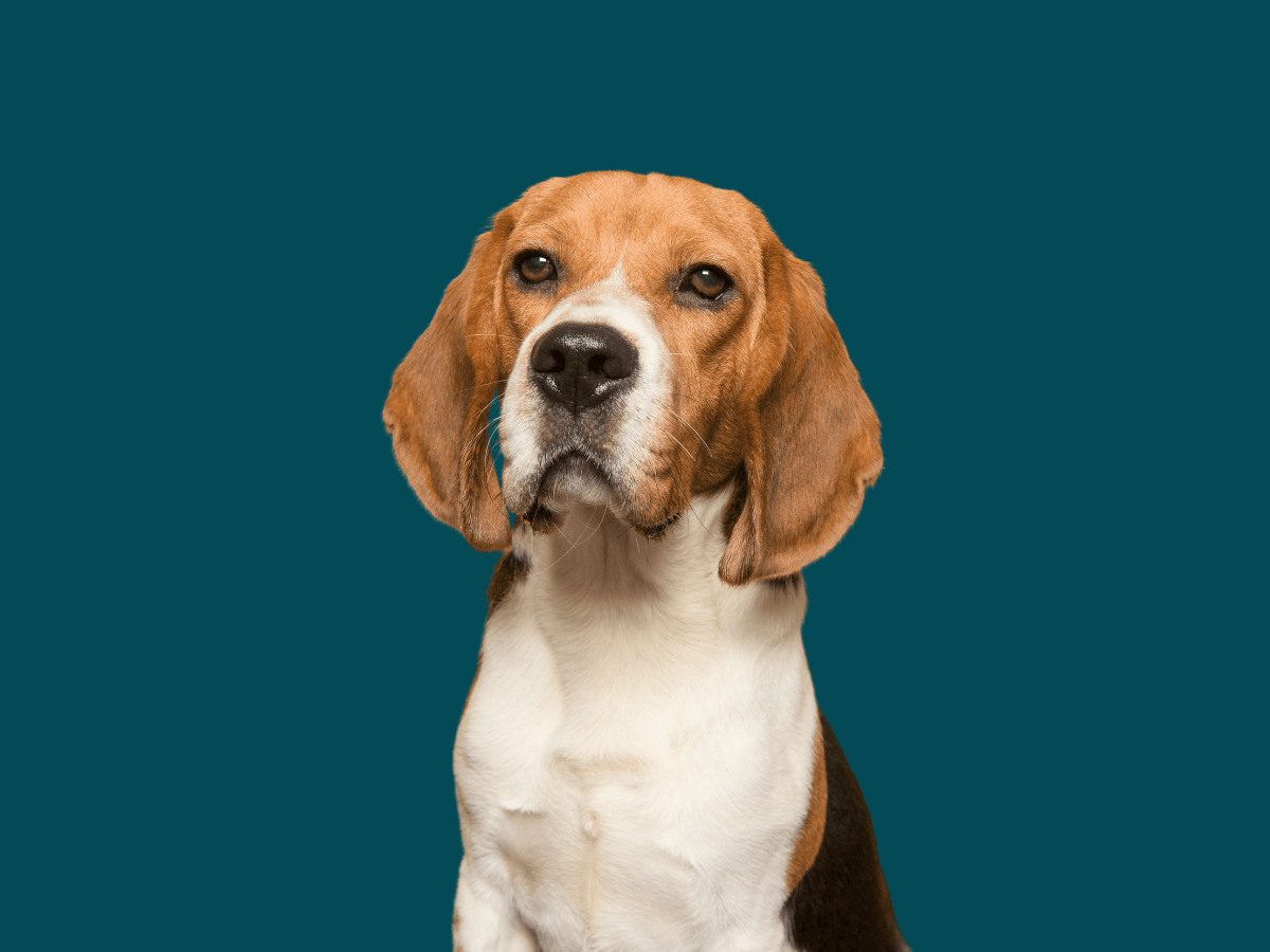Beagle