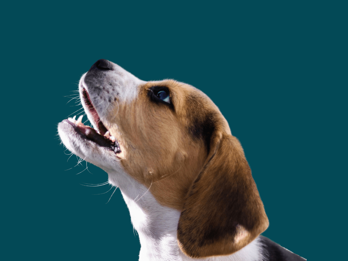 Beagle
