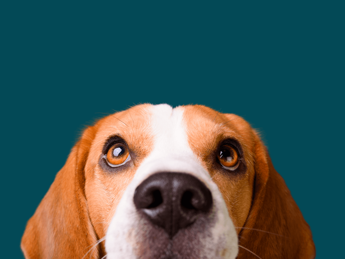 Beagle