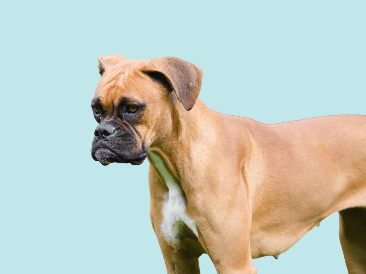 Boxer