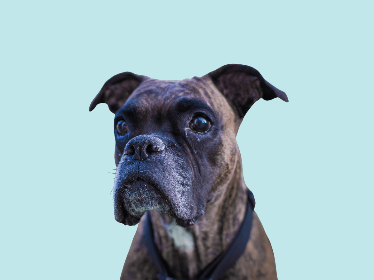 Boxer