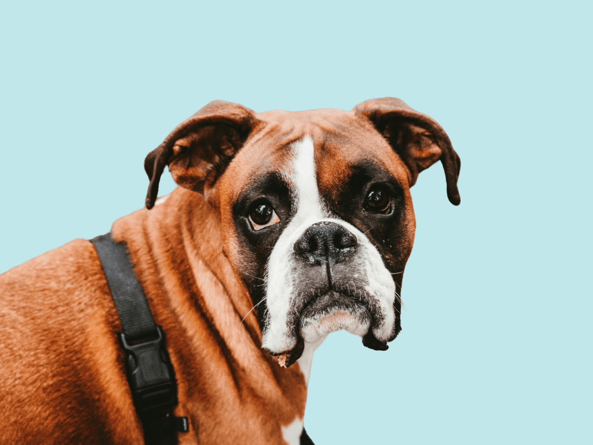 Boxer