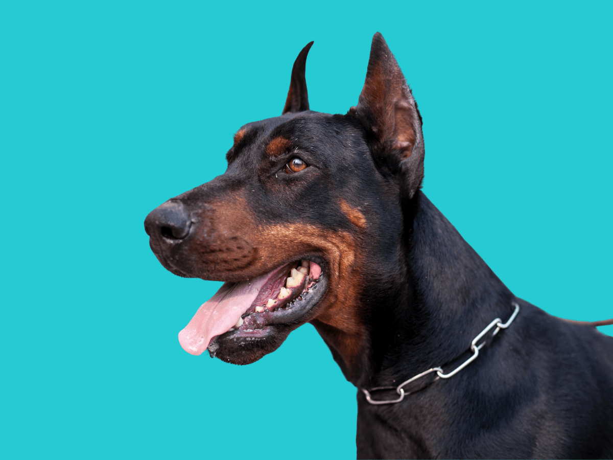 Doberman