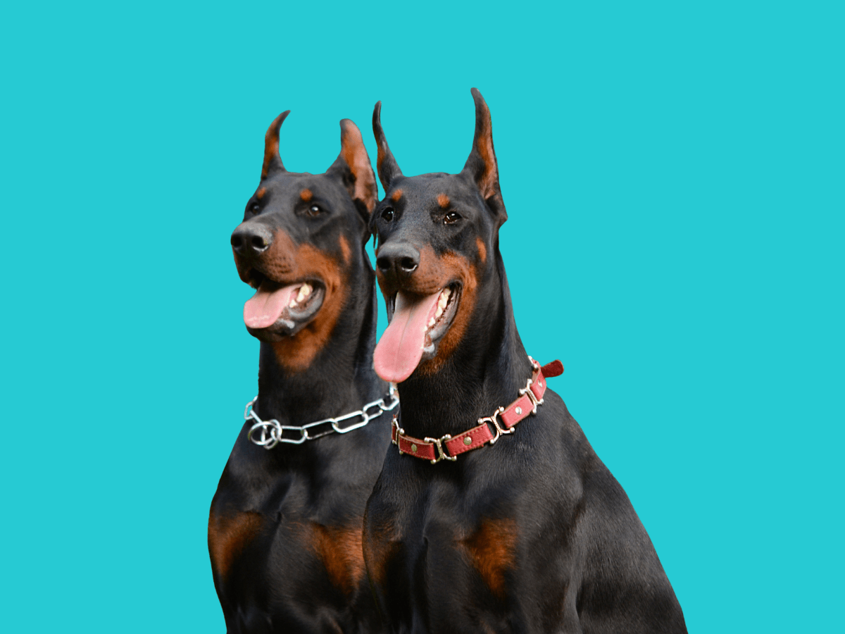 Doberman