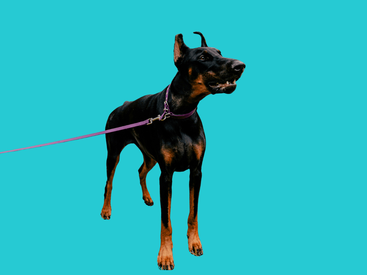 Doberman
