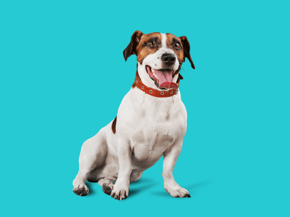 Jack Russell Terrier