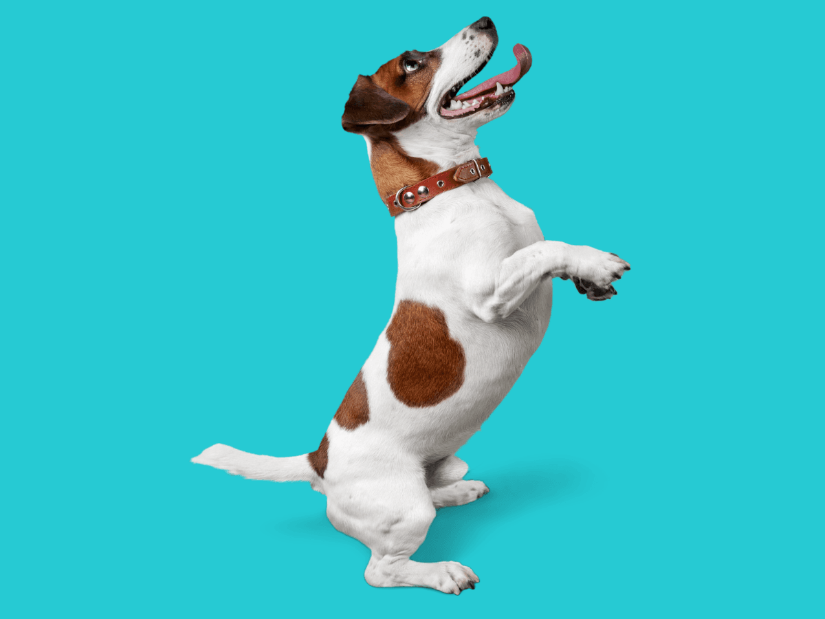 Jack Russell Terrier