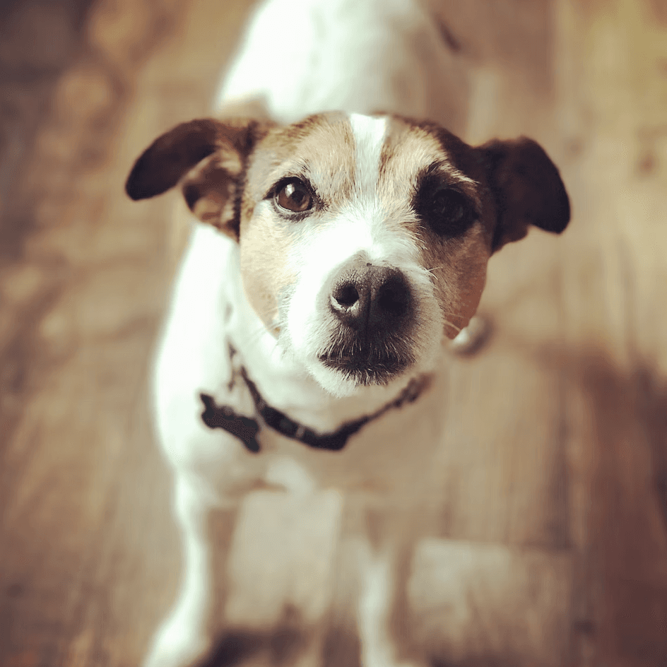 Jack Russel dog