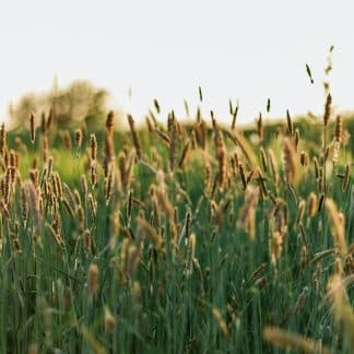 Tom&Sawyer — Are Grains Healthy For My Dog?