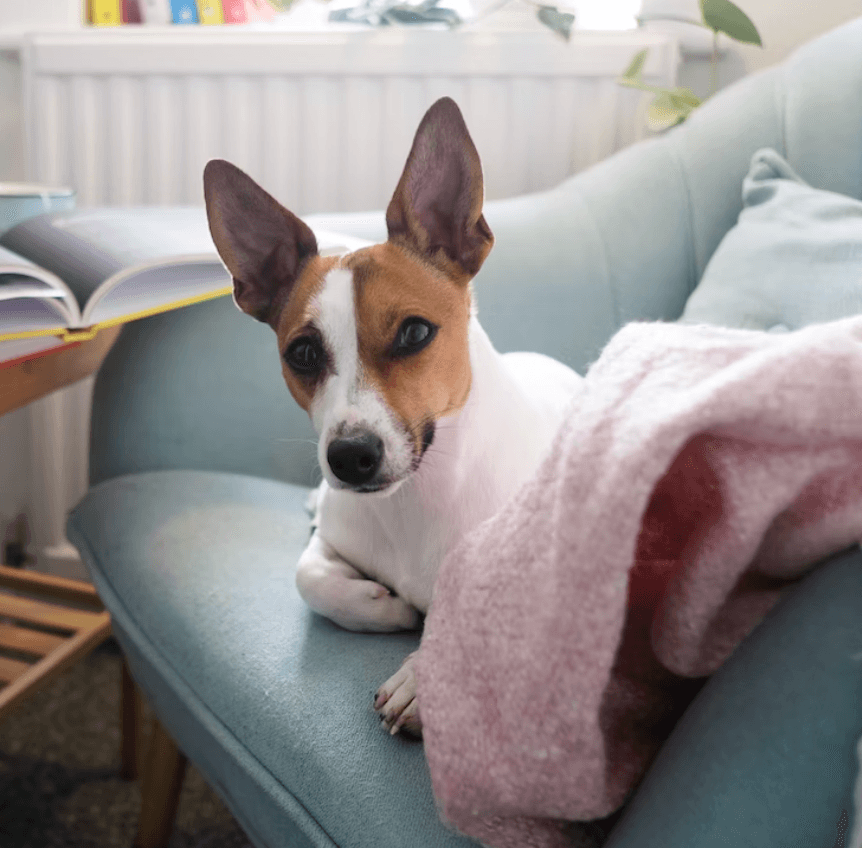 Dog with blanket
