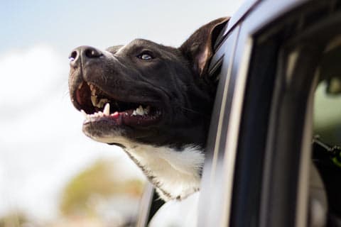 Tom&Sawyer — Help, My Dog is Not Eating! Tips & Tricks for Picky Pups