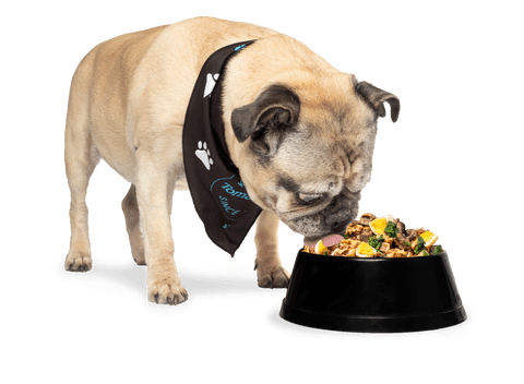 Tom&Sawyer — Help, My Dog is Not Eating! Tips & Tricks for Picky Pups