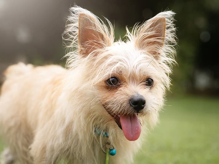 Happy Terrier Mix Dog Outdoors in Green Grass